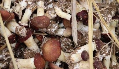 ǭɽ���נI�B����