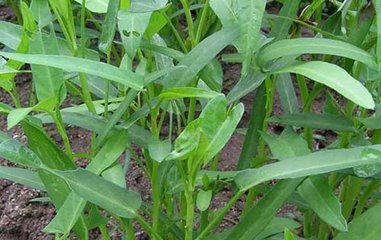 ���Ĳ˸߮a(ch��n)ʩ�ʼ��g(sh��)