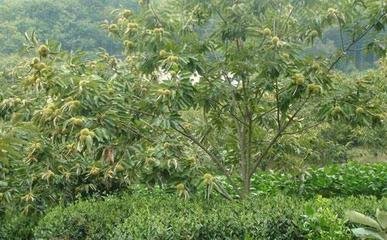 �ƌWʩ���Ĵ���