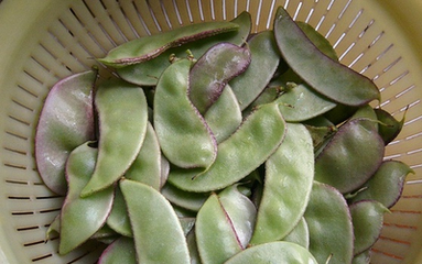 �ⶹʩ�ʼ��g