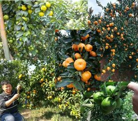 ���ٶ����@ôʩ���ȿ����ֱ��a(ch��n)��