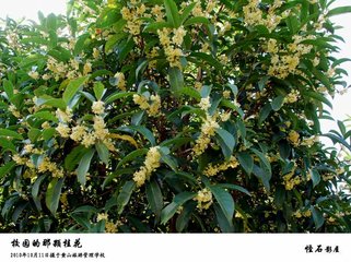 �𻨘��ʩ��ԭ�t