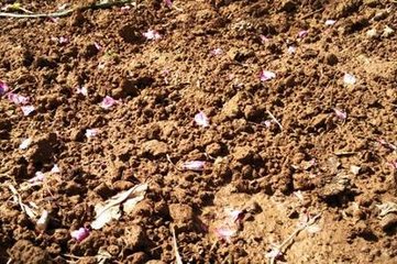 ʩ��⛷���Ҫע��ʲô