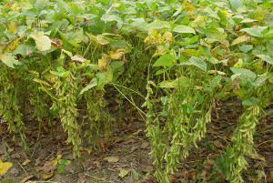 �󶹺���׷�ʵķ�����ʲô��