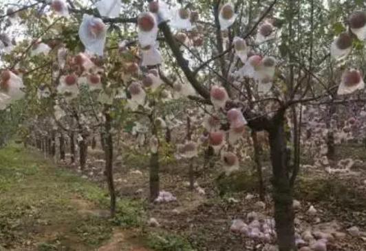 �ķN�ЙC�����m����Ĺ��@��