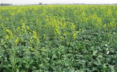 �����Дࡰ�ʺ�������