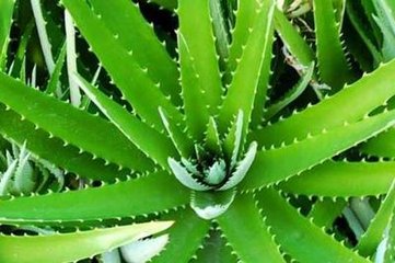 �J�C���_��ʩ�ʷ���