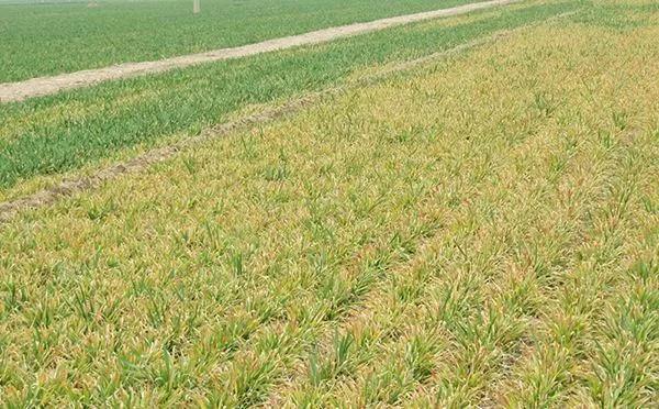 С��ȱ���N���϶���ɶ�Y���ô�a�ȣ�̫�����ˣ�