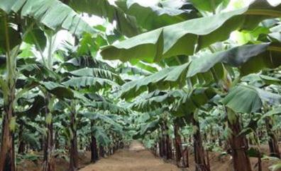 �㽶��ͬ�r(sh��)�����ʩ�ʣ��㽶��ˮ�ʹ�������