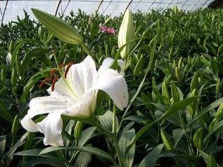 ʲô�r(sh��)�򻨻���Ҫʩ�ʣ����ܵ���ʕr(sh��)�g��