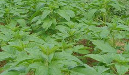 ֥��ʩ���к�Ҫ�c(di��n)��֥��׷�ʼ��g(sh��)����