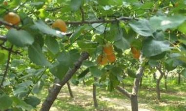 �Ә���ʩ����������ʵķ���