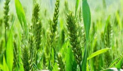 ��ͬ���ό�(du��)ֲ��ķ���(y��ng)��ͬ������Щ��ͬ��