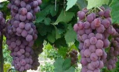 ����������ʺÆ᣿������������ʷ������Y(ji��)