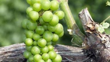 ⛷ʌ�(du��)������ʲô��̎��⛷��c����֮�g������