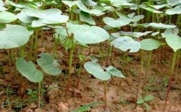 �޻�ʩ����Ҫע��ʲô��헣��޻�ʩ����ԭ�t