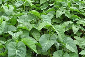 ���Ĳ���ô�Nֲ�a���ߣ��Nֲ���Ĳ˵ļ��gҪ�c