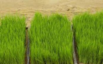 �r�I�Nֲ��ʲôҪ��΢��Ԫ�أ�΢��Ԫ�ص�����