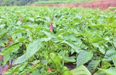 ���ϵķN�(l��i)����Щ����κ������(l��i)���÷���