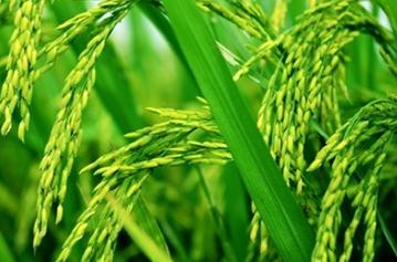 ˮ����ô����Ч���ã��N�������ļ��gҪ�c