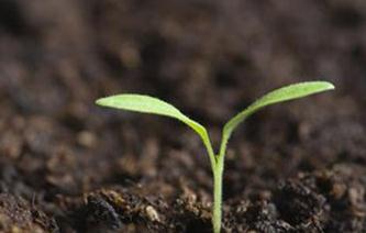 ΢���������ʲô���ã���ֲ������c����ʲô�Pϵ��