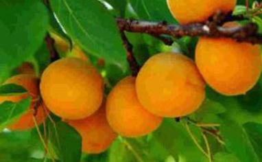 ֲ�����L�{(di��o)��(ji��)��5��ʹ���`�^(q��)��С�ġ��M����ӑ�á���