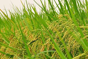 ˮ���Nֲ����Щע�����(xi��ng)�����a(ch��n)����ˮ�����N��Ҫ�c(di��n)