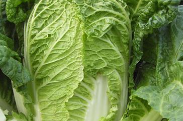 ���ײ���ô�Nֲ�a���ߣ��Nֲ���ײ˵ļ��gҪ�c