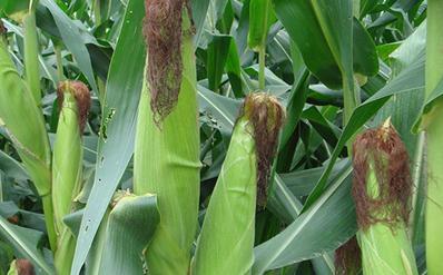 ������ô�Nֲ�a���ߣ��Nֲ���׵ļ��g��ʩ