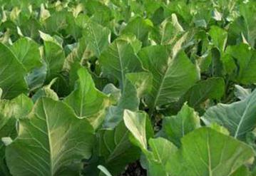 �߲�ԓ����ʩ�\�ʣ��߲�ʩ�\��ע�����