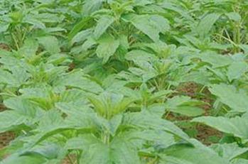 ֥�鵹������A����֥�����Ҫ������ץ��