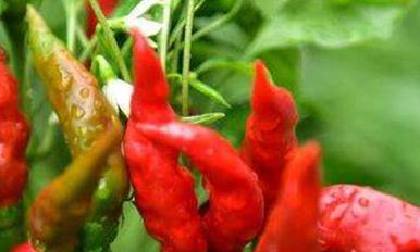 ����⛷���ʲô���ã�����⛷ʌ�(du��)�ѹ���߲˵���Ҫ��