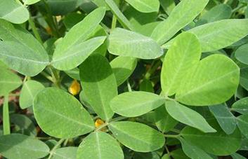 �������ķNֲ�r(sh��)�g���������Nֲ��ι���