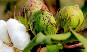 �޻���˥��ô�k����ʩ⛷��A���޻���˥