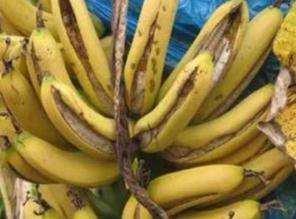 �㽶�ѹ���η��Σ������㽶�ѹ��ķ�������Щ��