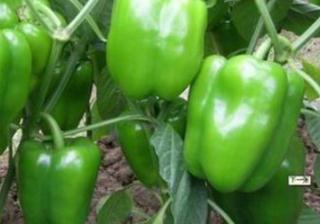 �ཷʩ���м��ɣ��ཷ�ĿƌWʩ�ʷ���