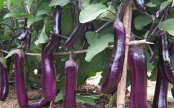 ʳ����ֲ�����L(zh��ng)����ʲô���ã�ʳ���~��ʵĺ�̎����Щ��