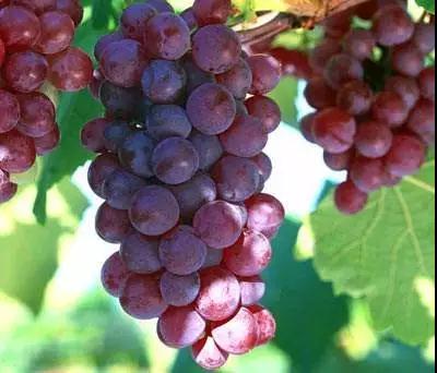 �����a�\�ж���Ҫ��