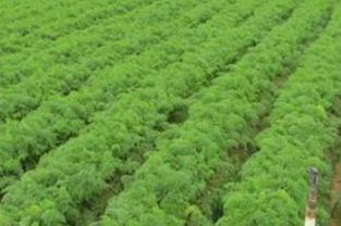 ���}�����ʩ�ʣ����}����(y��u)�|(zh��)�߮a(ch��n)ʩ�ʷ���