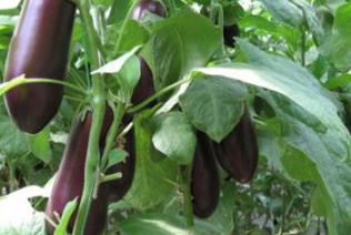 ������Ҫʲô�����أ����ӑ�ԓ��ôʩ���أ�