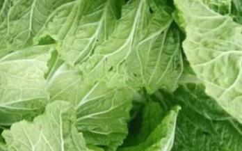 ���ʌ��ײ���ʲô�������ײ˞���x���_������