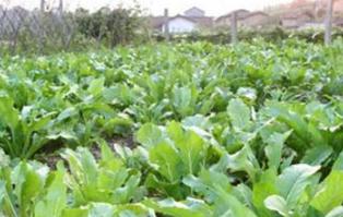 ����ʩ���к�ԭ�t���߲����a�е�ʩ�ʲ���