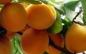 �Ә�߮a��ʲôʩ�ʷ����Ә�ʩ��Ҫ�c