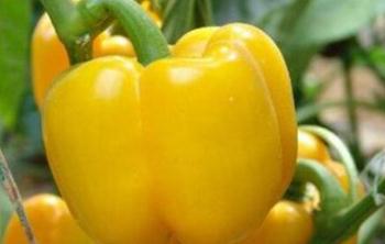 ���ӽoԽ����ʩ�ʣ�Խ����ʩ�ʵ�ʩ�ʷ���