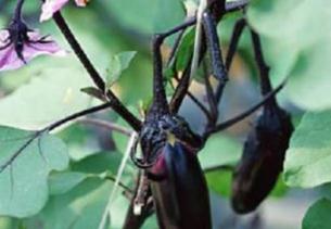 ���ӽo����ʩ��Ч���ã����Ӹ߮aʩ��������