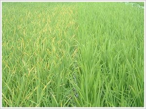 ˮ��ʩ��⛷�Ҫע��ʲô��ˮ��ʩ��⛷ʵķ�����