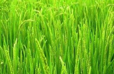 �������ʩ⛷������a������ʩ⛷������a�ķ�����