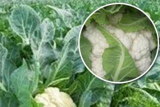 ����˽⻨�˵�������c�����տƌW��ʩ�ʼ��g