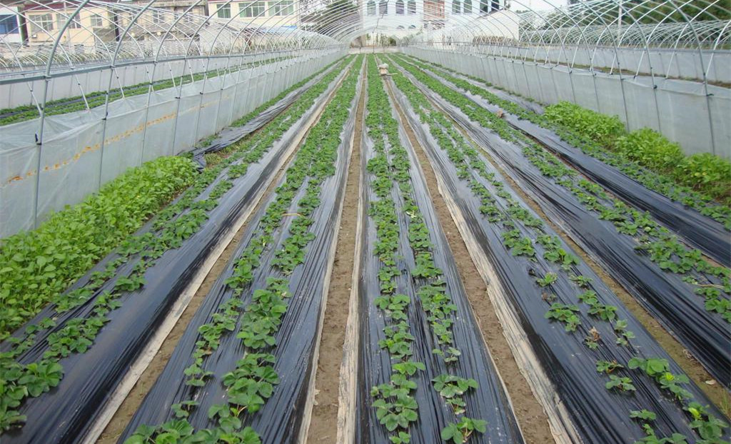 �߲˷Nֲ��ʲô���ɣ��߲˷Nֲ�ЙC��֪�R�ռ�