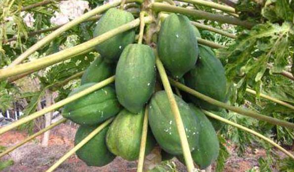 ���ӽo��ľ��ʩ�ʣ���ľ��ʩ��Ԕ��